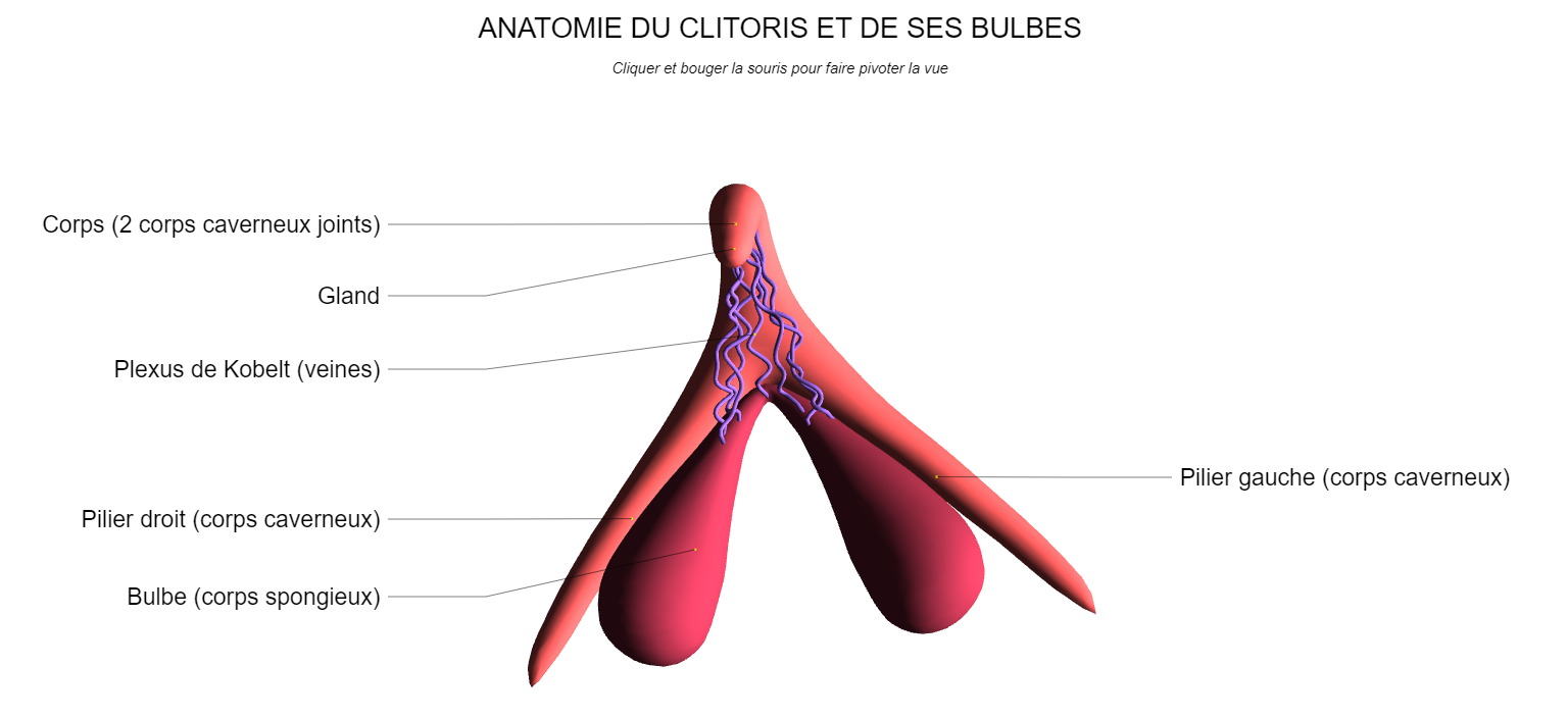 Anatomie clit.PNG