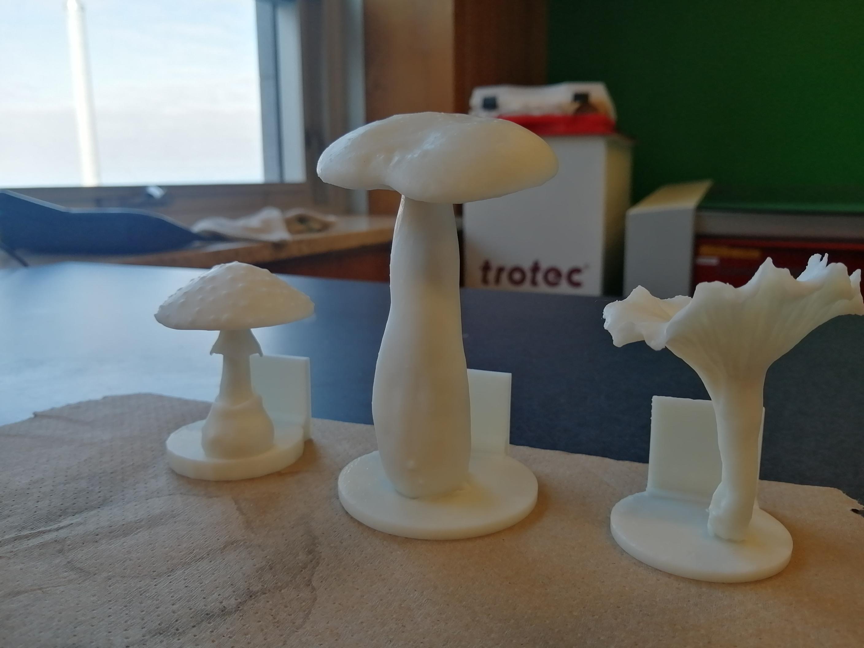 Modèle 3D champignon blanc.jpg